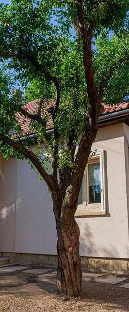 Stone House Târgu Secuiesc