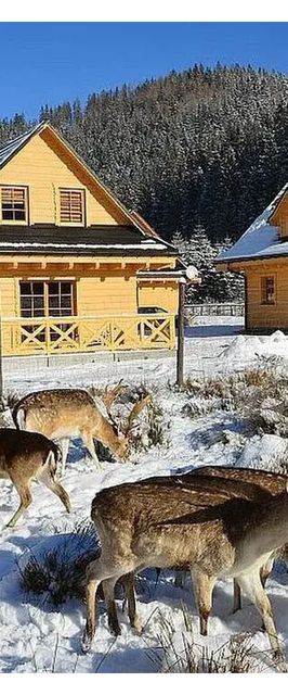 Domki Wypoczynkowe Romanówka Żywiec