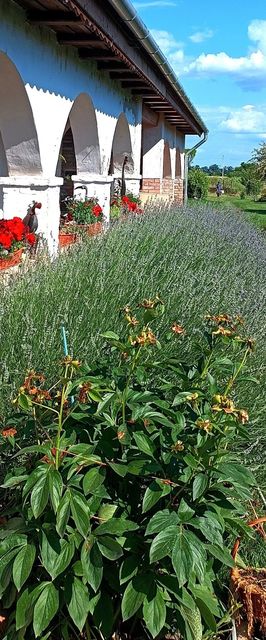 Villa Negra Vendègház Balatonfőkajár