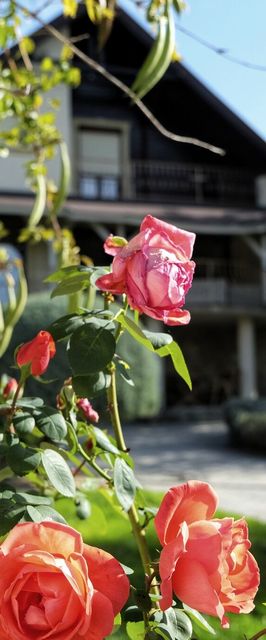 Sziget Apartman Pócsmegyer