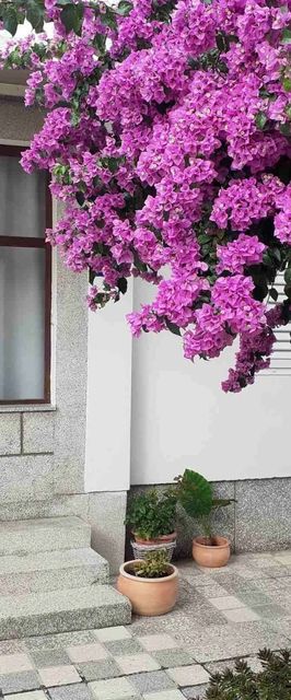 Apartmanok Parkolóhellyel Rab - 24792