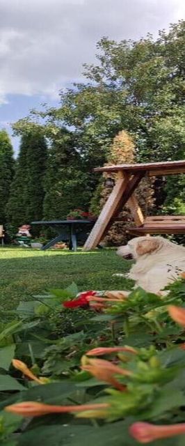 Casa Rustik Bâltişoara