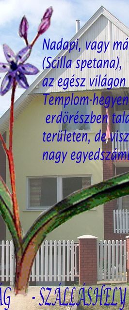 Nadapi Csillagvirág Apartman Nadap