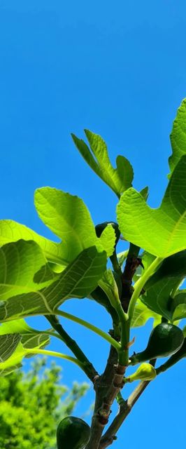 The Modern Antique Apartman Pécs