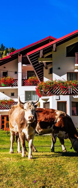 Pensiunea Padurea Verde Moieciu de Sus