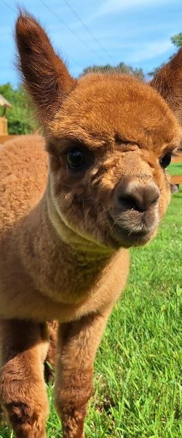 Agroturystyka Folwarczek Ustroń