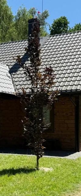 Z duszą i parą, dom z ogrodem i sauną na wyłączność, obok Poleskiego Parku Narodowego