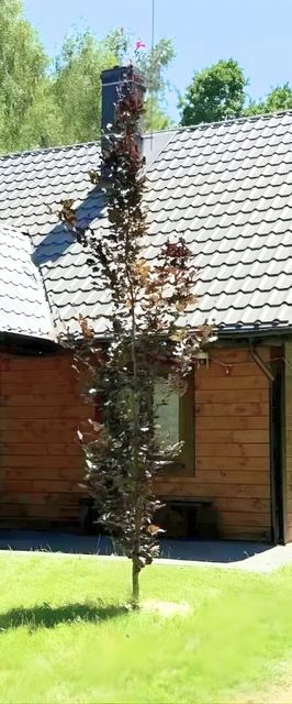 Z duszą i parą, dom z ogrodem i sauną na wyłączność, obok Poleskiego Parku Narodowego