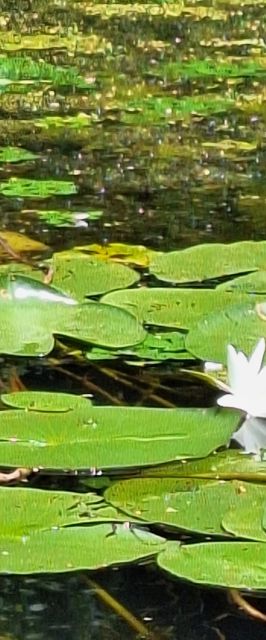 Dejóó Apartman Tiszafüred