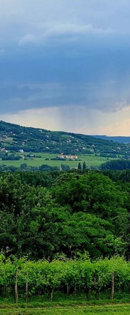 Erdődi Birtok - Dióliget Nemesgulács