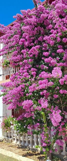 Apartmanok Parkolóhellyel Privlaka, Zadar - 12985 Privlaka