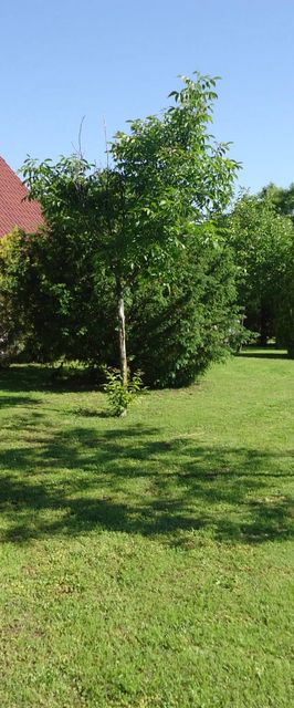 Németház Szabadkígyós