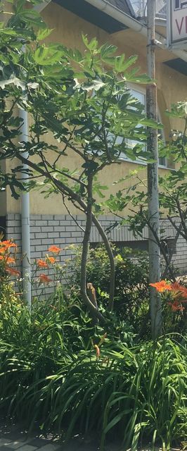 Rózsakert Panzió Nyíregyháza