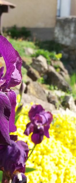 Napraforgó Turistaszálló Szentbékkálla