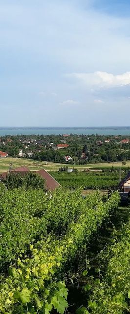 Lekics Pince és Vendégház Balatongyörök