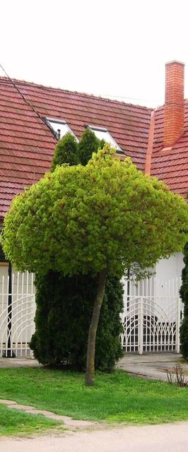 Mandala Vendégház Kiskunmajsa