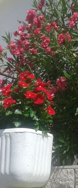 Apartman Dragica Beg Banjol Rab