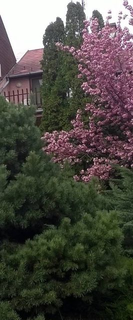 Cola Panzió Szentendre