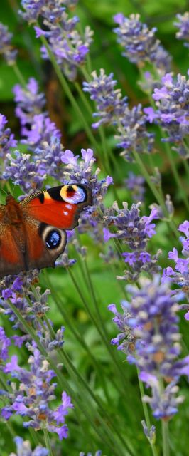 Rózsa Apartman Szilvásvárad