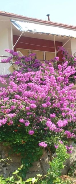 Apartments Kostovic Vinišće