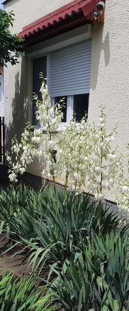 Sárga Muskátli Apartman Hajdúszoboszló