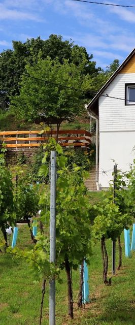 Szőlőskert Vendégház Baj
