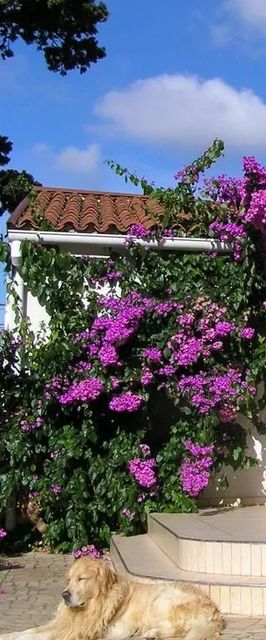 Apartments Paloma Blanca Medulin