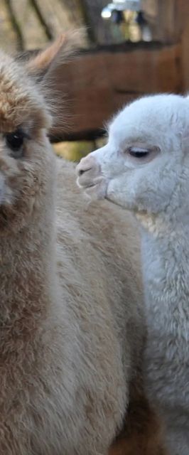 Őrségi Patakparti Alpaka Panzió Kisrákos