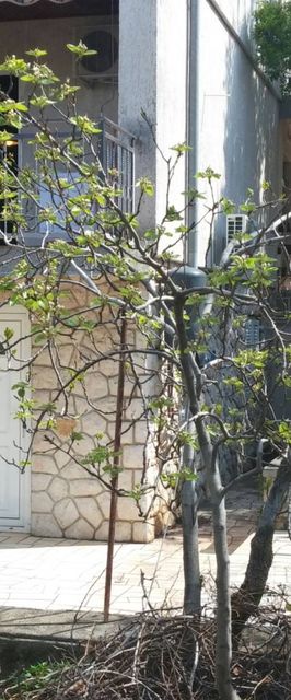 Apartman Popi Klenovica