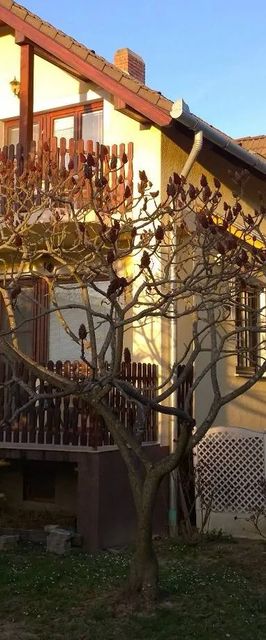 Szirtes Apartman Zalakaros