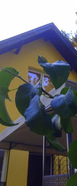 Fish-Wick Vendégház Ráckeve