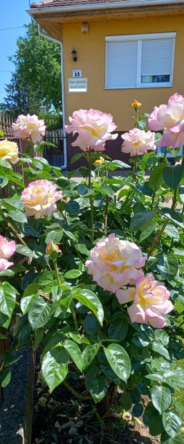 Sólyom Apartmanház Nyíregyháza