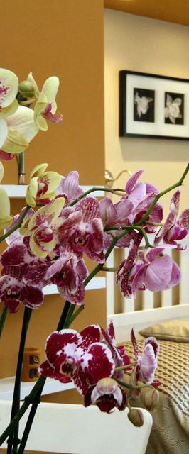 Orchidea Apartman Eger