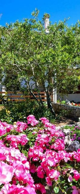 Apartments Tome Povljana