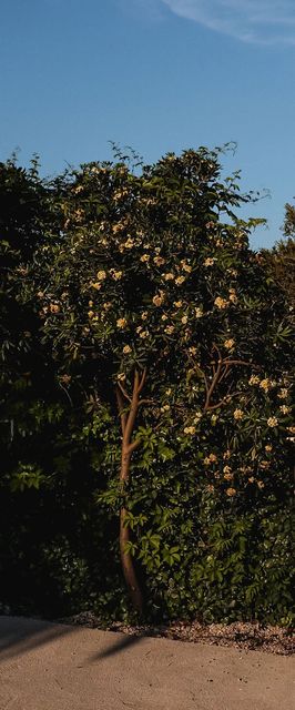 Apartments Prce Orebic