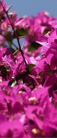 Apartments Anita Veli Losinj