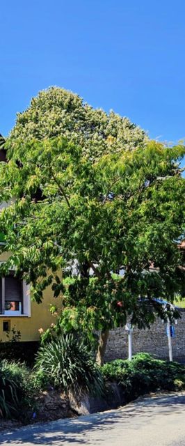 Fehér Rózsa Ház Alsópáhok