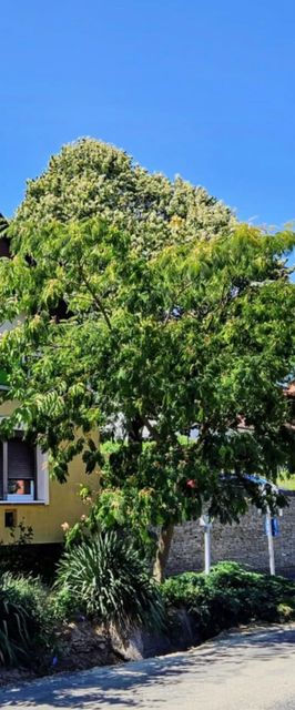 Fehér Rózsa Ház Alsópáhok