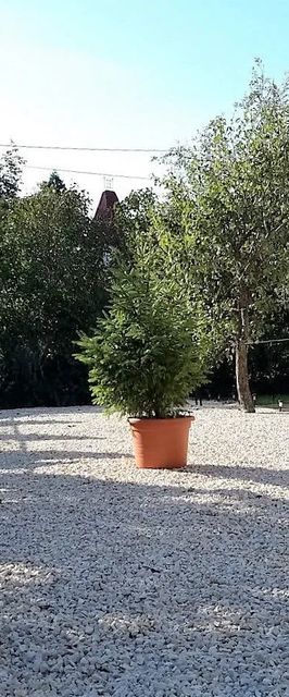 Nira Apartman Balatonfüred