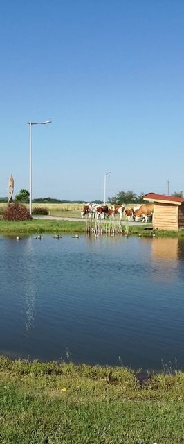 Tarján Puszta Vendégház & Rendezvényterem Kötegyán
