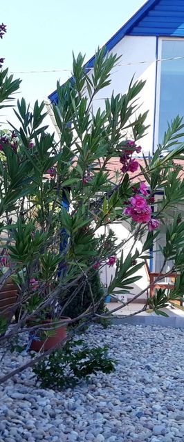 Boróka Lak Vendégház Tiszakécske