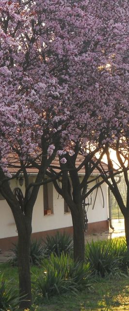 Pejkó Vendégház Csongrád