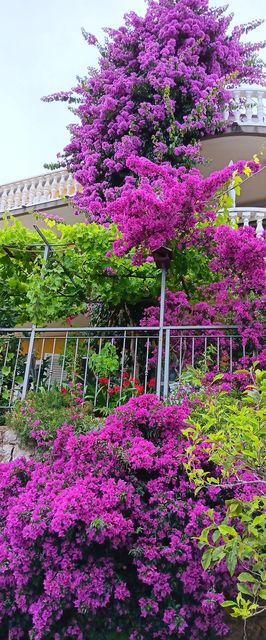 Apartments With Parking Space Medveja, Opatija - 7721 Medveja