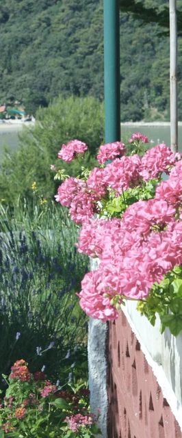 Apartmanok és Szobák Parkolóhellyel Kampor, Rab - 5064 Kampor