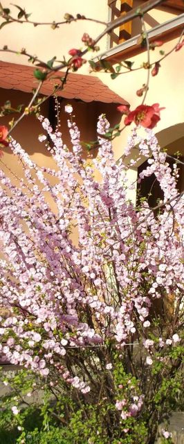 Rózsa Vendégház Szálka