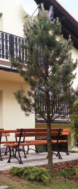 Domek na Modrzewiowej