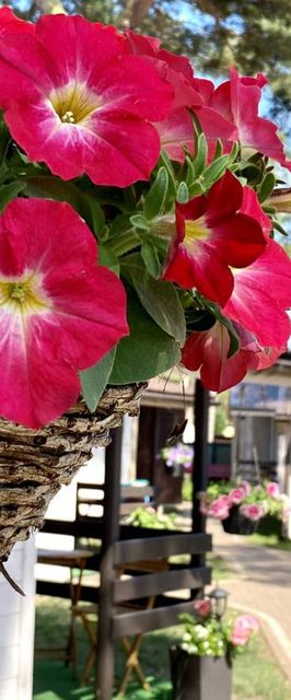 Domki Promyk Mrzeżyno