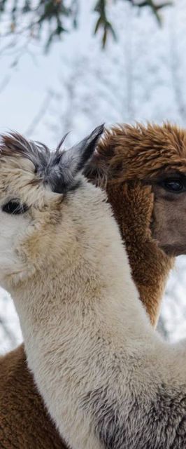 Agroturystyka pod Strażnicą