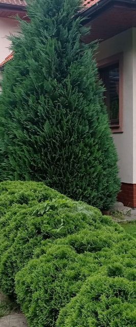 Apartamenty Brzozowe Zacisze