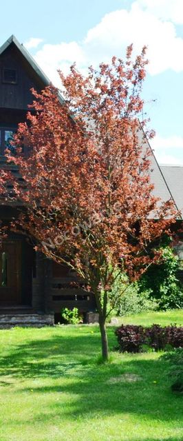 Agroturystyka Ostrówek